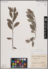 Foto von Salix cantabrica Rech. f.